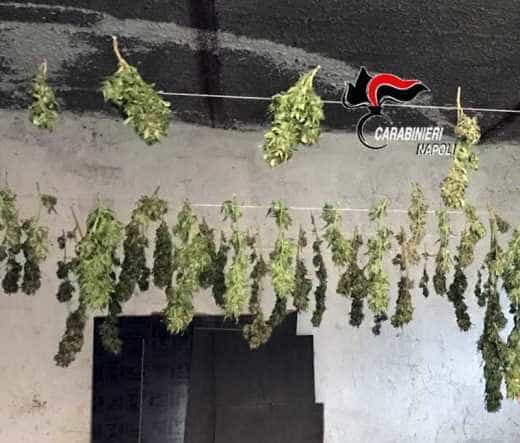 Marijuana e hashish nella casa di un insospettabile, sequestro dei carabinieri