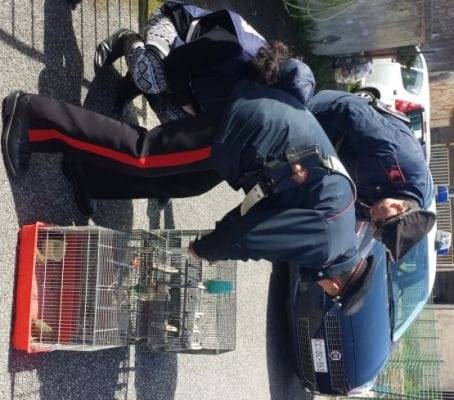 23.03.2015 CC Ischia