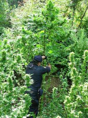 20.06.2015 - sequestro cannabis