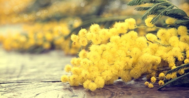 mimose