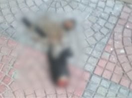 gatto decapitato e mutilato