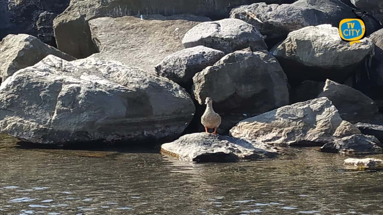 Germani reali morti sulla spiaggia del Cavaliere a Torre del Greco, scatta la denuncia delle associazioni