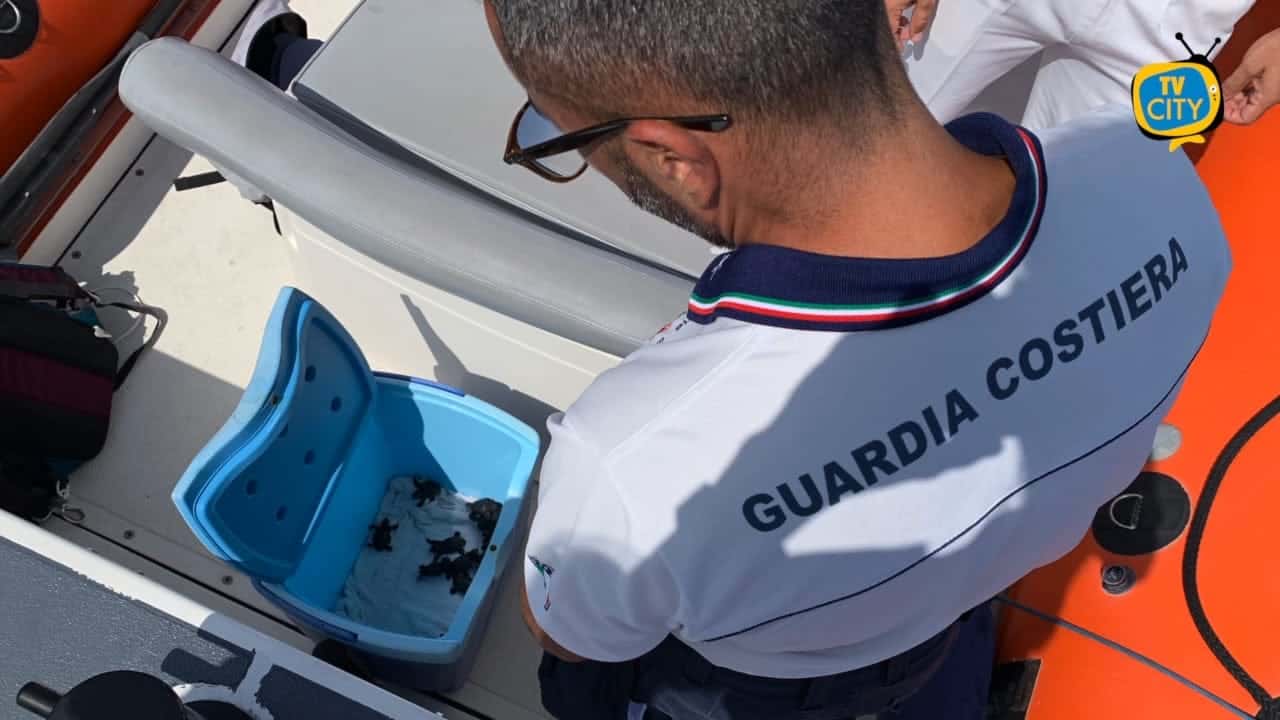Tartarughe caretta caretta nate sulla spiaggia di Meta rilasciate in mare – IL VIDEO