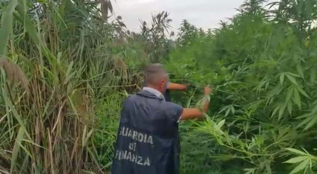 marijana