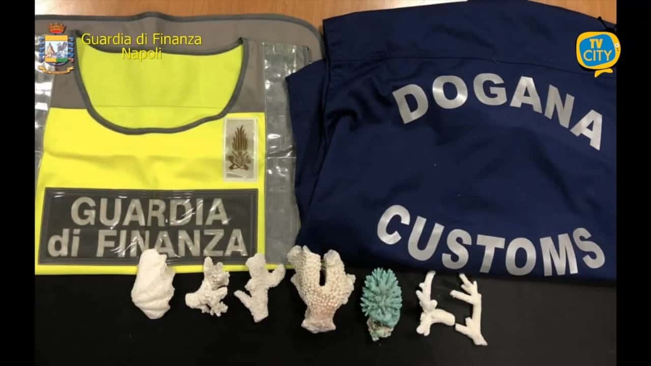 Sequestrati corallo e conchiglia di specie protetta, scattano le sanzioni