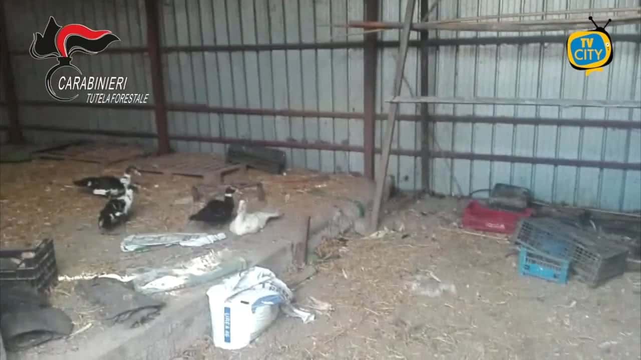 Scoperta e sequestrata macelleria degli orrori nel napoletano – VIDEO