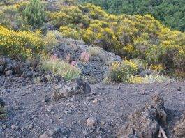 fiume di lava vesuvio