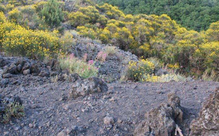 fiume di lava vesuvio