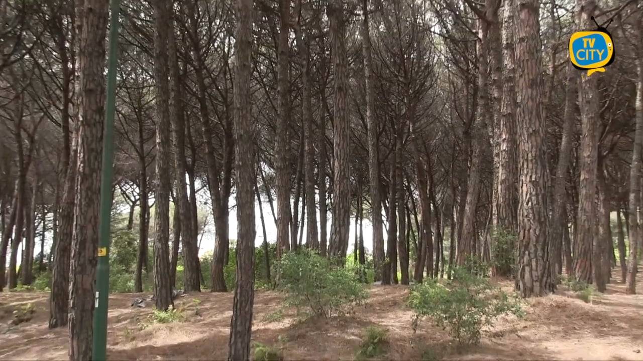 Verde urbano, ecco le proposte delle associazioni green al comune di Torre del Greco – VIDEO