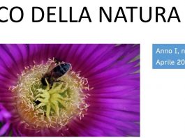 primaurora l'eco della narua