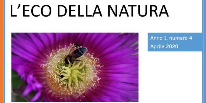 primaurora l'eco della narua