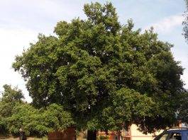 albero monumentale