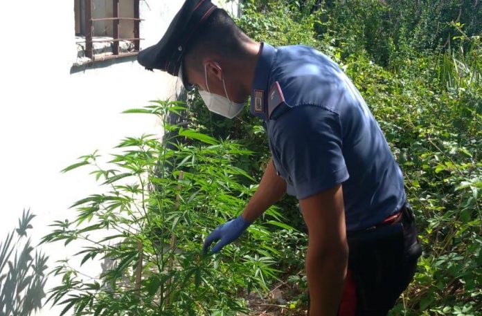 carabinieri marijuana