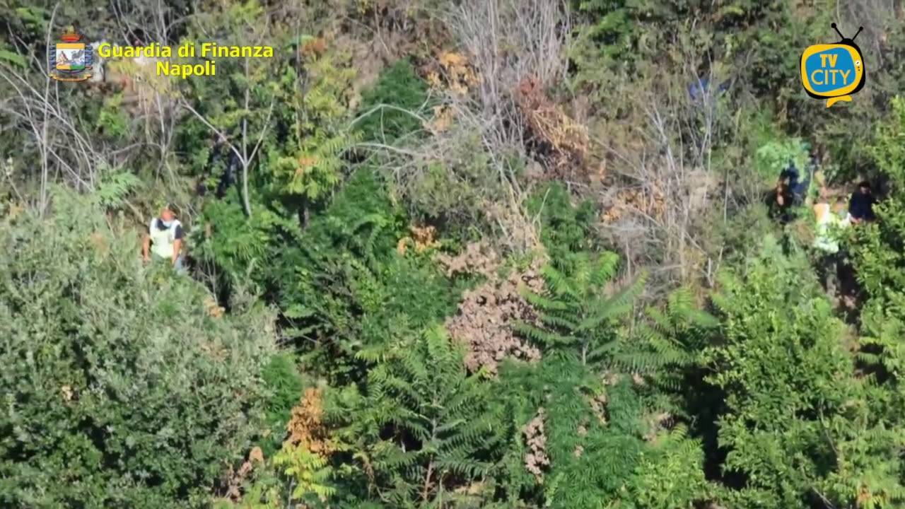 Maxi sequestro della Guardia di Finanza: oltre 300 kg di marijuana