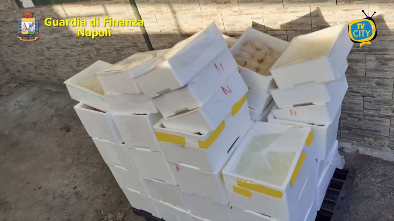 Napoli, sequestrata una tonnellata di mozzarella non certificata: 2 aziende sanzionate – VIDEO