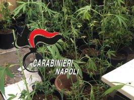 Torre del Greco piante