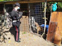 Boscoreale canile abusivo