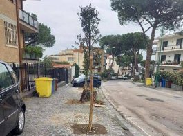 torre del greco alberi