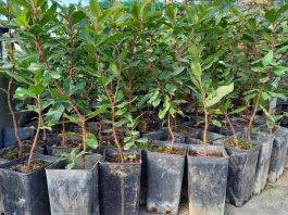 vesuvio associazione primaurora