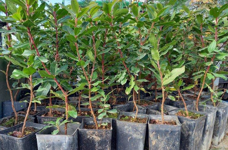 vesuvio associazione primaurora