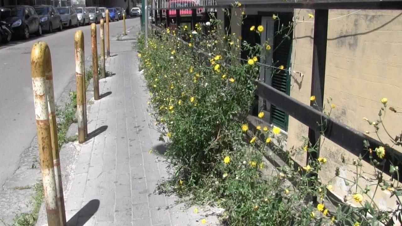 Torre del Greco. “Insieme all’erba anche i fiori”. Le segnalazioni dei cittadini