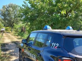 Piantagione cannabis