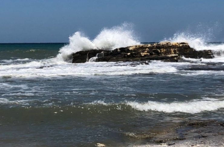 mare