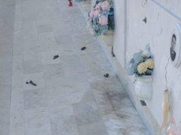 escrementi animali al cimitero