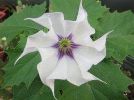 spinaci avvelenati mandragora stramonio