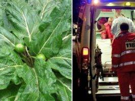 mandragora spinaci avvelenati