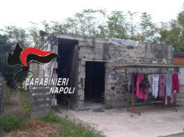 coltivazione cannabis piantagione