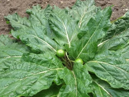 ingeriscono verdura avvelenata