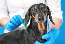 sterilizzazione cane finanziamento regione campania