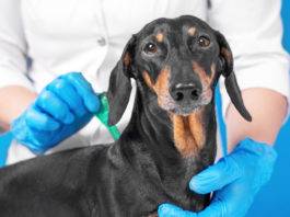 sterilizzazione cane finanziamento regione campania