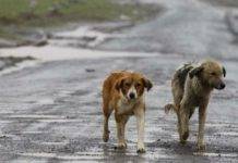 adozione cani randagi