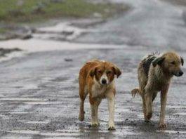 adozione cani randagi