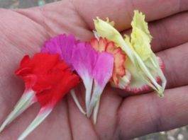 associazione primaurora carnevale