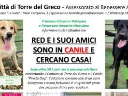 torre del greco adotta un cane