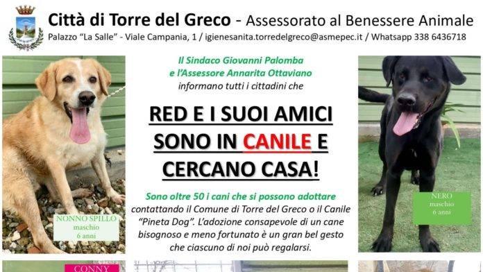 torre del greco adotta un cane