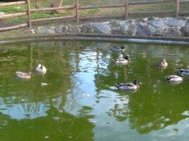 parco salvo d'acquisto oche anatre