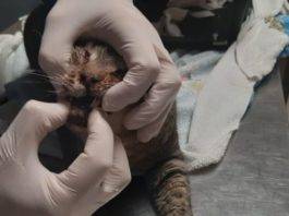 nino gatto fuochi d'artificio corpo gav