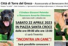 torre del greco cane