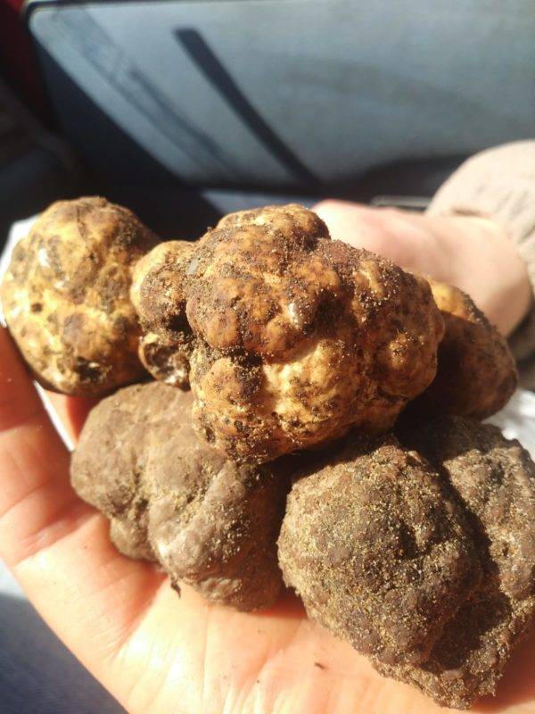 campania tartufo castel volturno