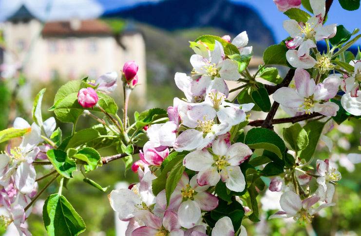 associazione primaurora primavera