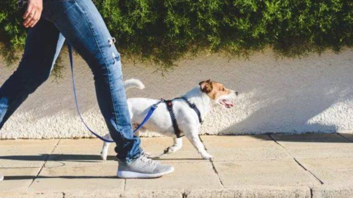 torre del greco sindaco mennella deiezioni canine