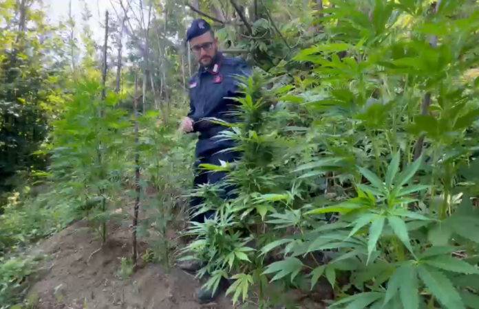 cannabis