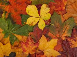 associazione primaurora