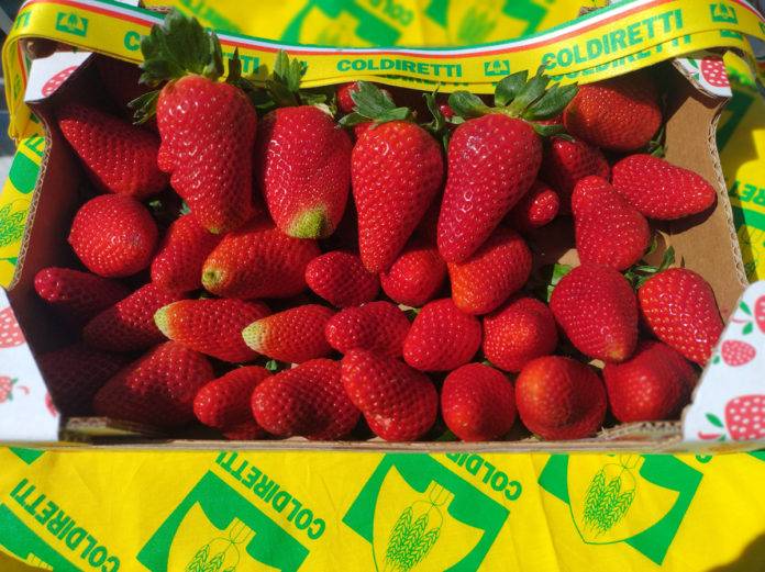 fragola