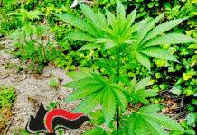 cannabis