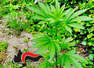 cannabis